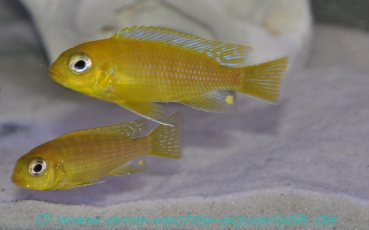 Tropheops sp. 'macrophthalmus chitimba blue' Chitimba Bay Deep